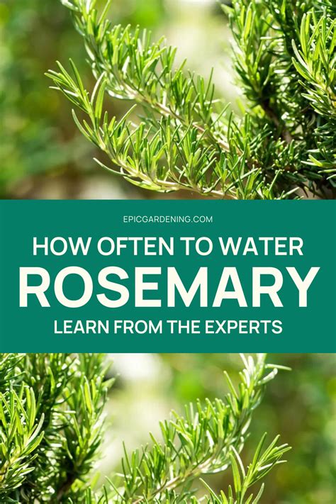 moisture meter rosemary|how much water for rosemary.